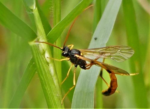 Therion circumflexum